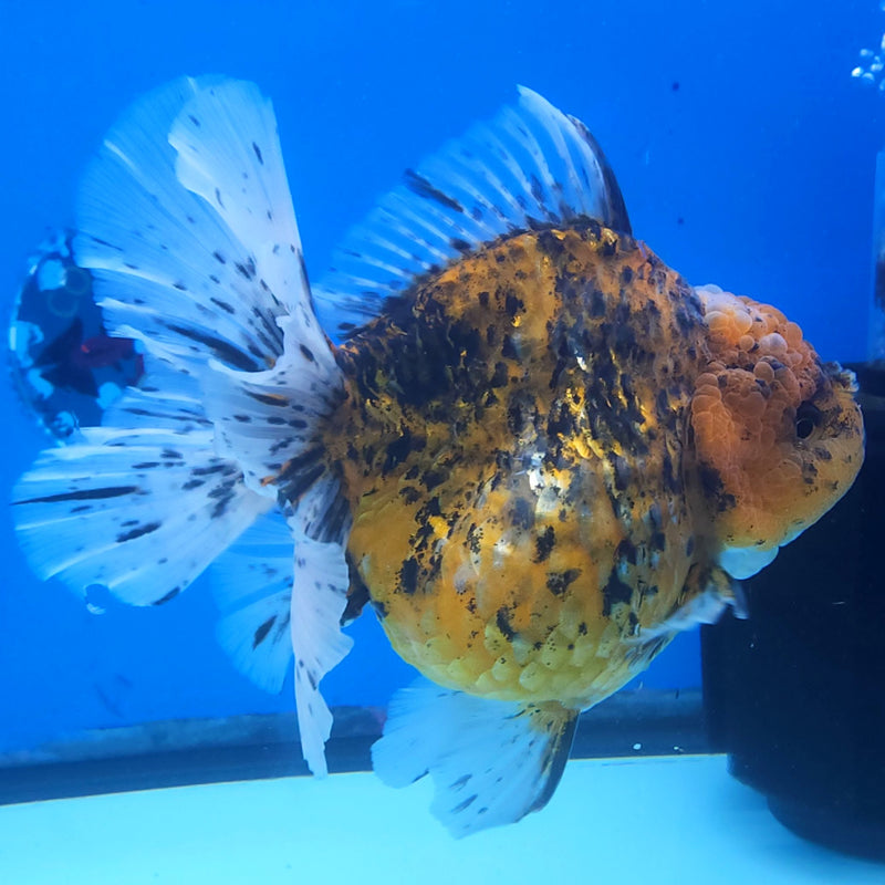 Thai Jumbo Red Calico Orchid Tail Oranda by NK THAILAND 5.00 inch Body (NKT-FEB-374)