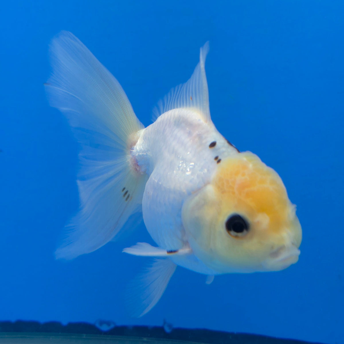 Thai Oranda Lemon Head Panda 3.00 inch Body Female(FEB-839)R2A02
