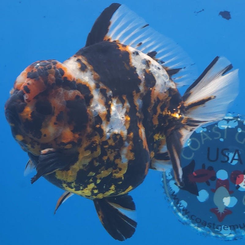 Thai Jumbo Black Tiger Orchid Tail Oranda by NK THAILAND 5.00 inch Body (NKT-FEB-371)