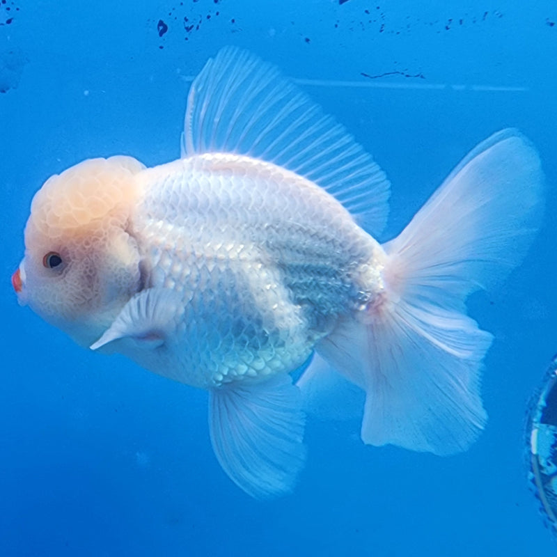 Thai Oranda Full White 3.5” Body Male(CK-1435)BLUETUB2