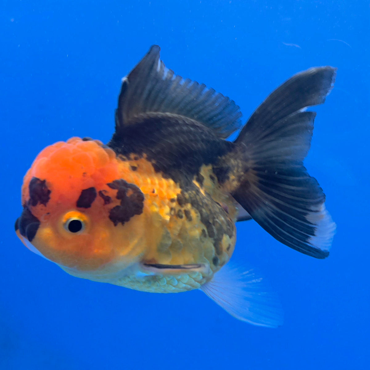 Thai Oranda Apache Tiger 3.25” Female(FEB-888)R2B09