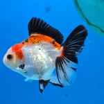 Thai Oranda Tri Color 3 in Body Female (FEB-526)R3A07