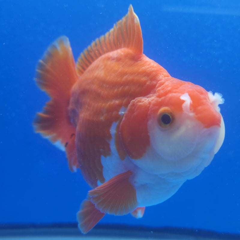 Thai Jumbo Oranda Red & White 4.5in Female (FEB-226)BLUETUB1