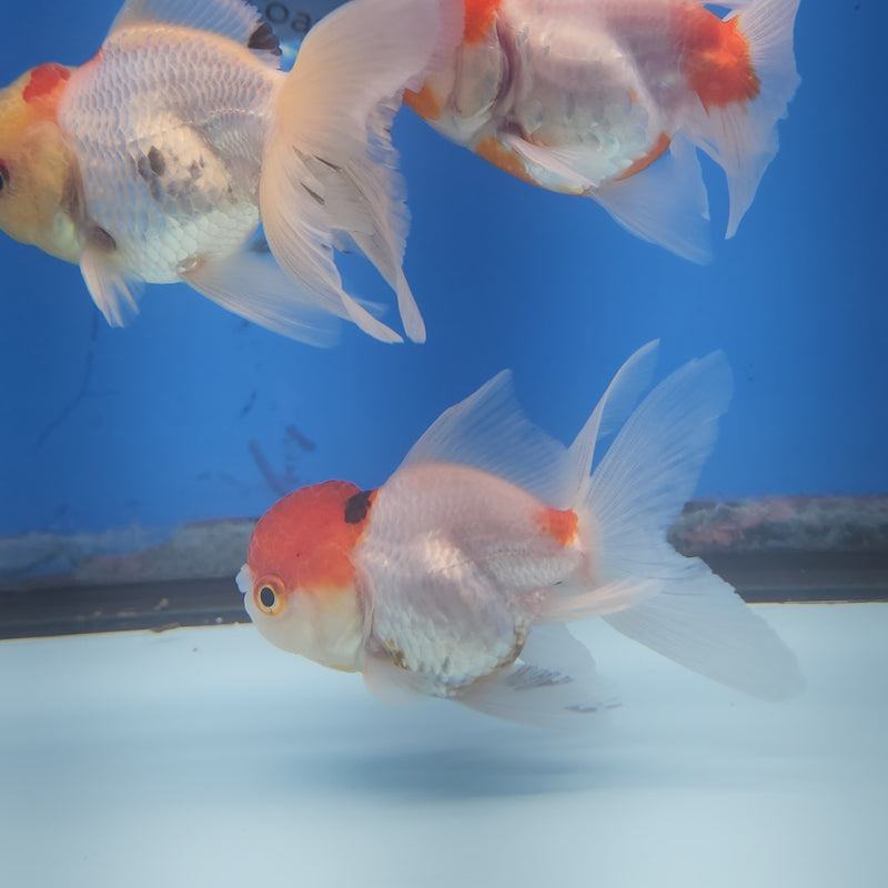 Thai Oranda Panda Red Cap Tri-Color 2” Body Female (FEB-175)R3A08