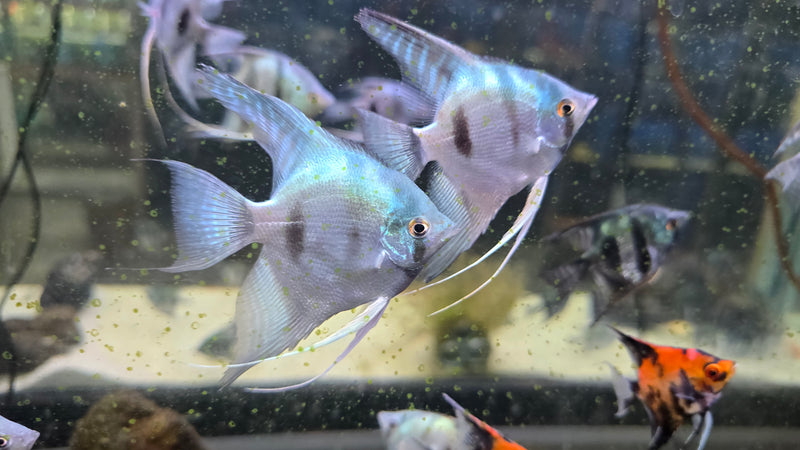 Live Freshwater Aquarium Blue Ghost Angelfish 1.50-2.00" Body
