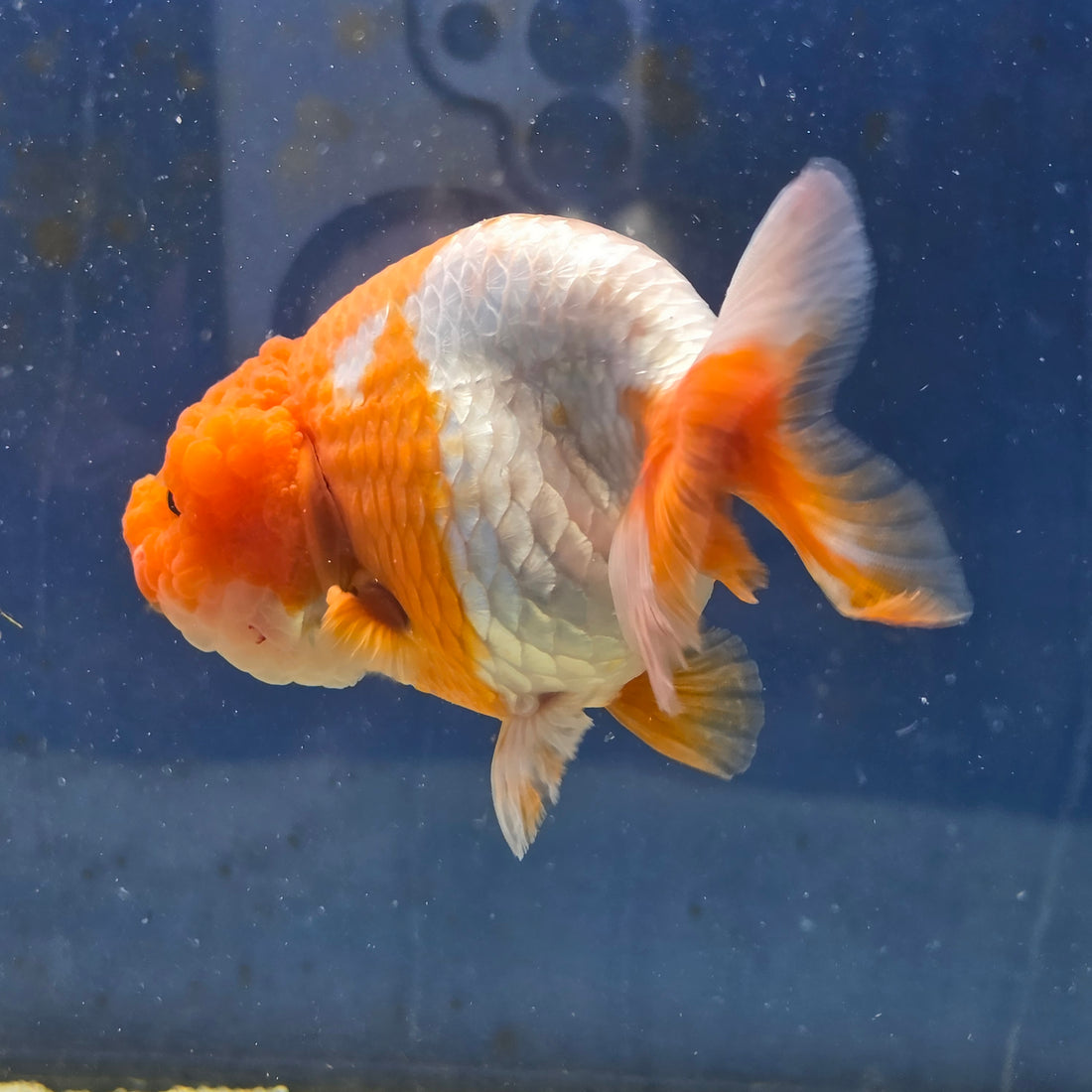 Thai Ranchu Red and White 4.00" Body Male (FEB-735)SHOWTANKB