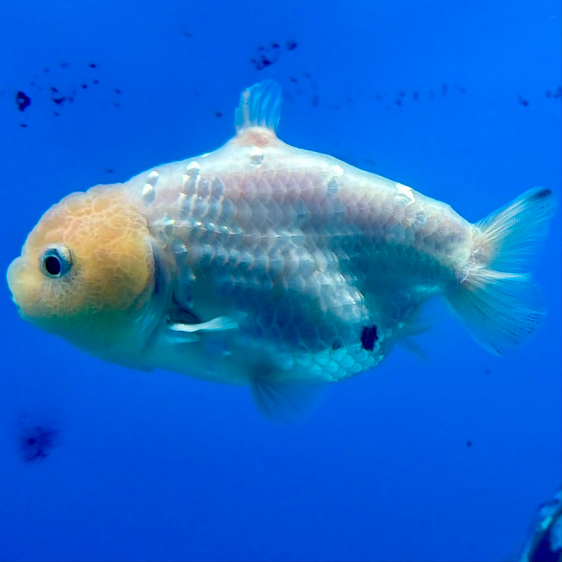Thai Ranchu White Lemonhead Shark 3.5in Female (FEB-446)BLUETUBA