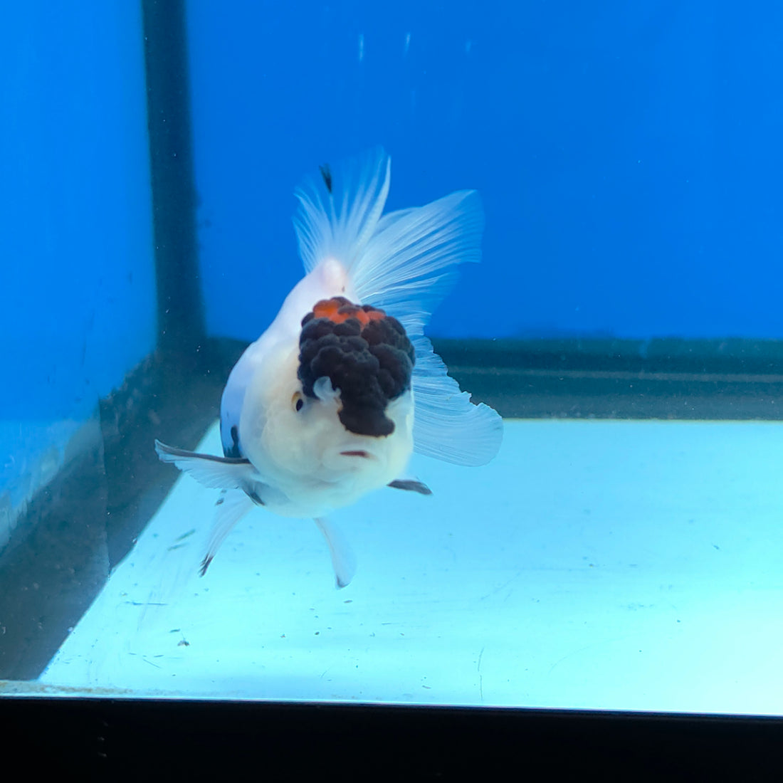Thai Oranda Black Red Head Panda Jumbo Short body breed 2.5" Body Female 6mths(FEB-559)R3B22