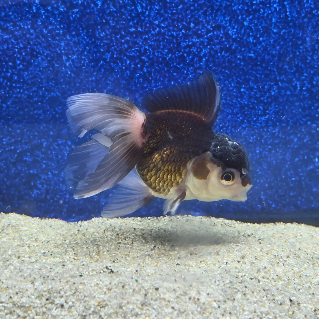 Thai Oranda Panda 2.5"male(FEB-657)R3B21