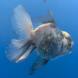 Thai Oranda Lemonhead Panda 3.00" Body Female (FEB-799)R1B03