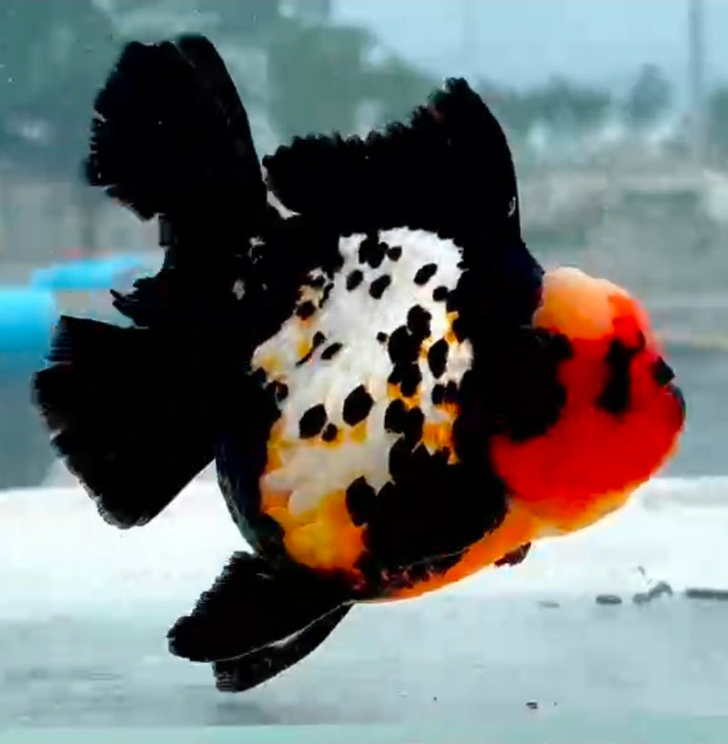 Thai Jumbo Red Cap Black Oranda Yuanbao 4.50 inch Body (QGF-JO1199)Showtank