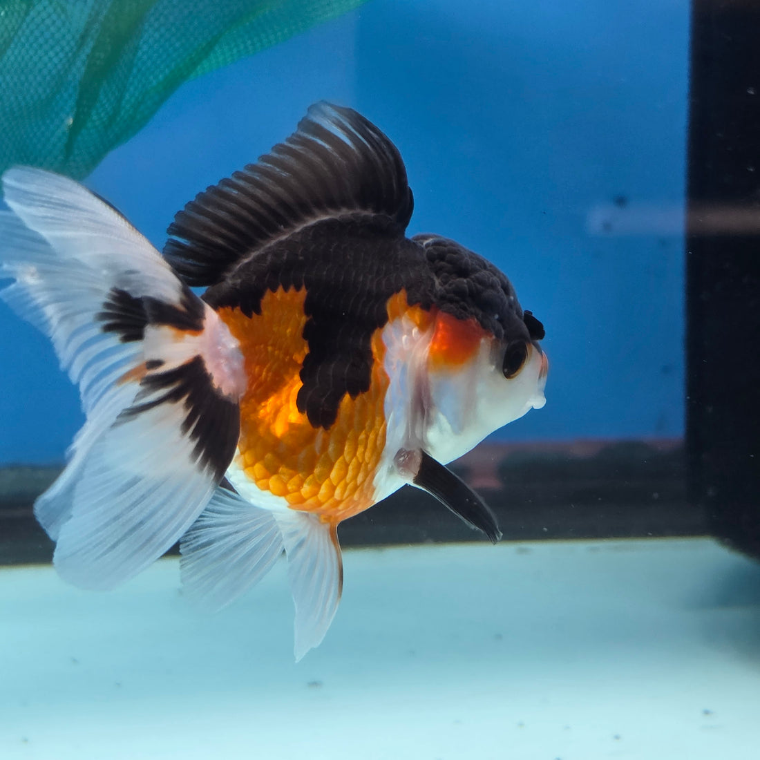 Thai Oranda Tri Color Short body breed 2.5" Body Female 6mths(FEB-561)R3B22