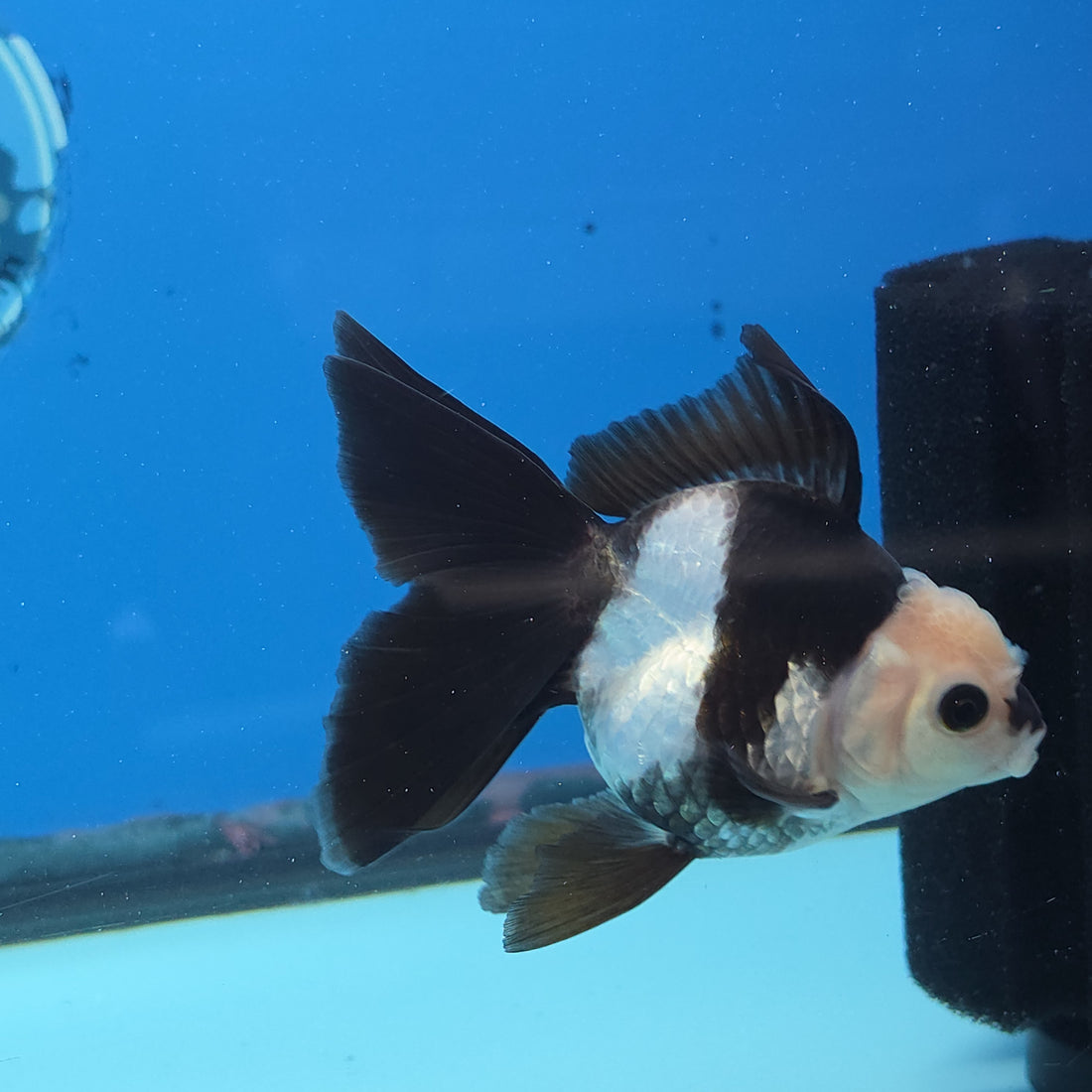 Thai Oranda Panda Color 2.8 in Body Female (FEB-531)R3A06