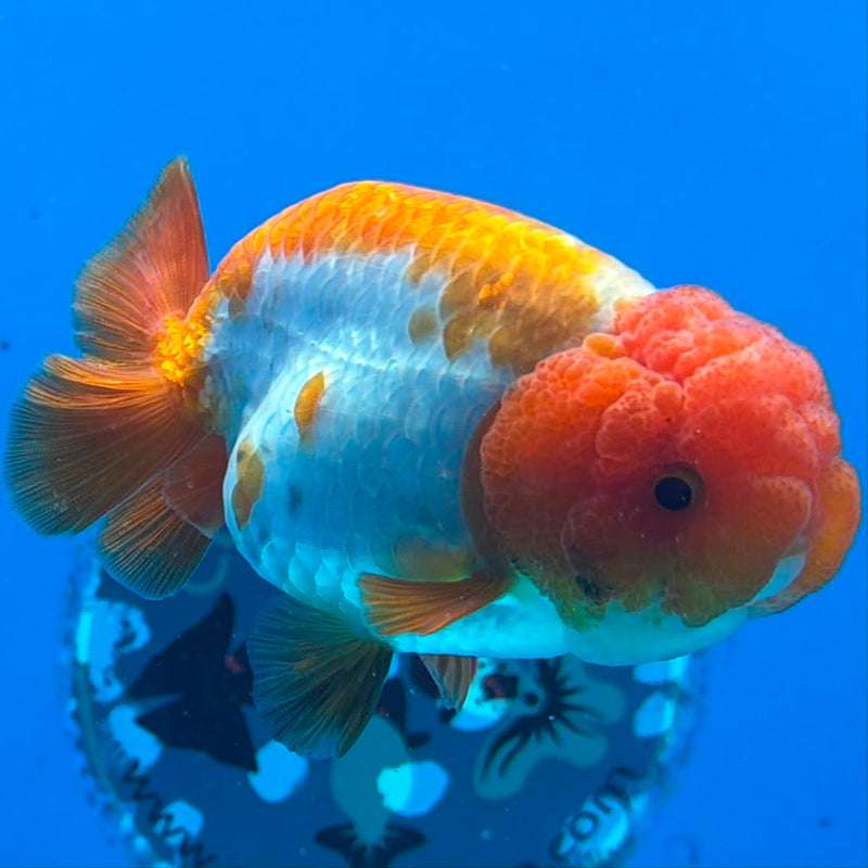 Thai Ranchu Red & White Platinum 3.5in Female (FEB-444)BLUETUBA