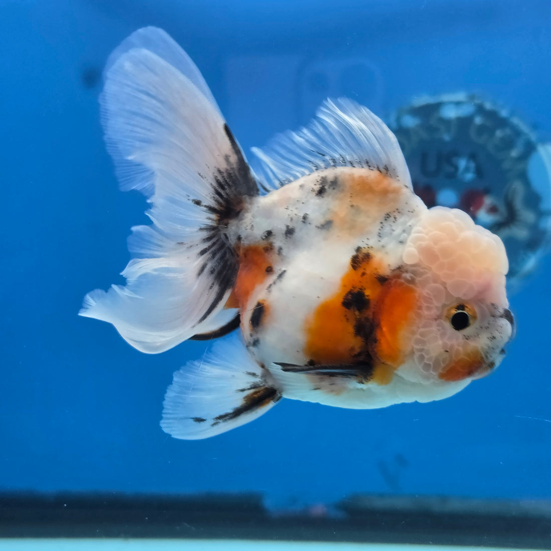 Thai Oranda Lemon Head Calico Shogun Farm 3.5" Body male 8mths(FEB-578A)R3B02