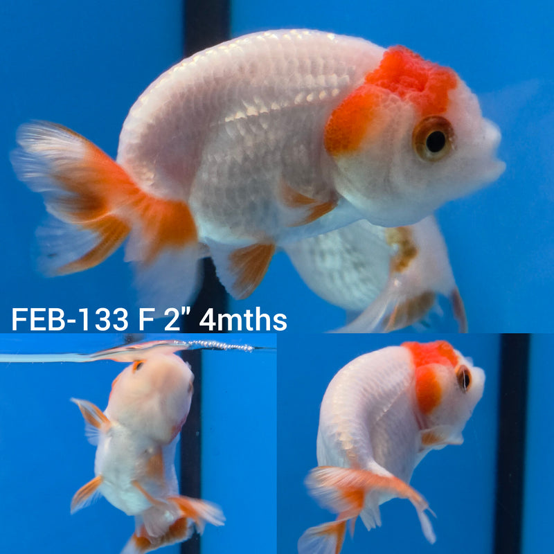 Red & White Ranchu 2” Body Female (FEB-133)R3B09