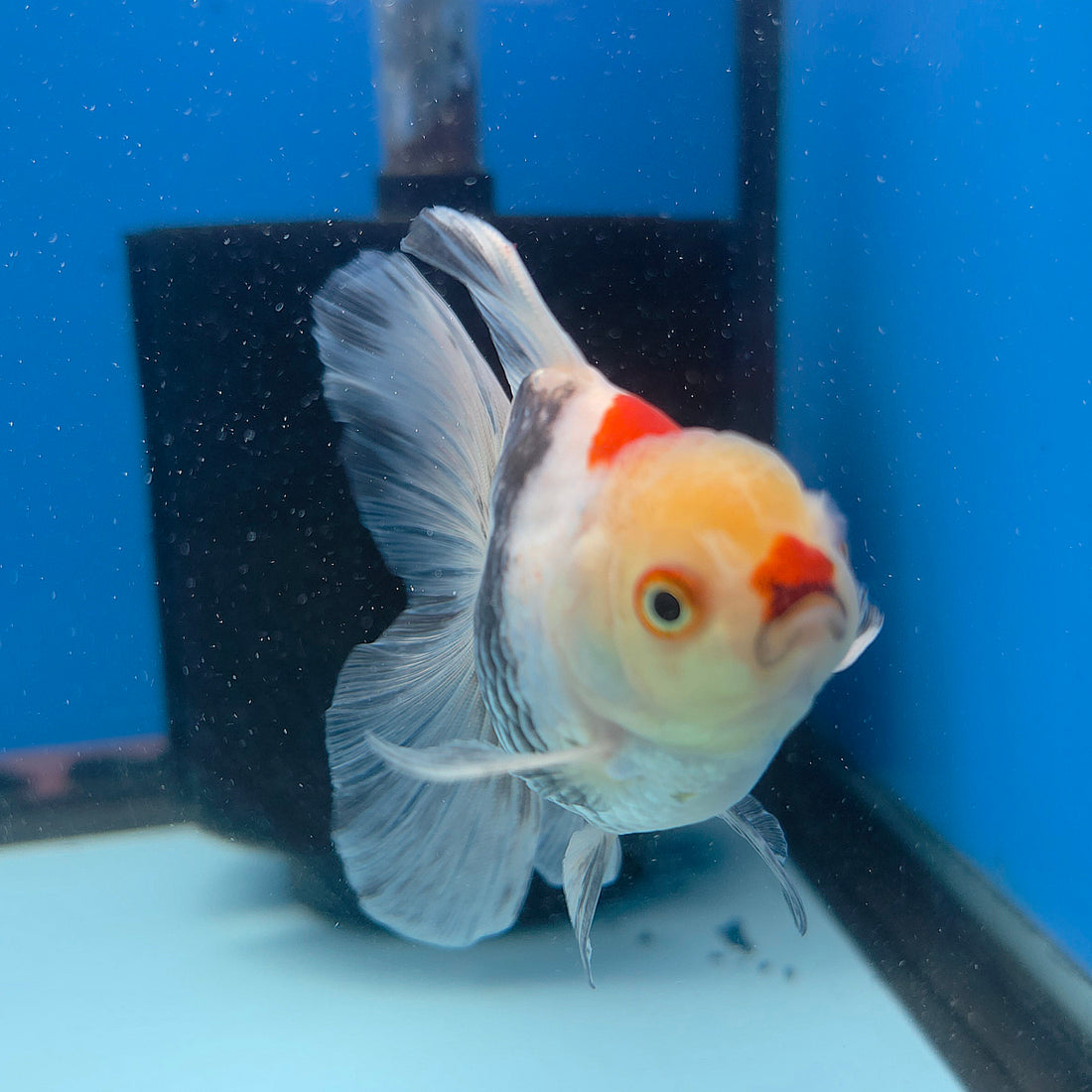 Thai Oranda Tri-Color 2.5” Female(FEB-674)R3B01