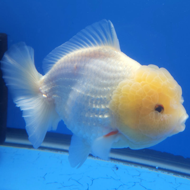 Thai Jumbo Oranda Lemonhead 4in Female (FEB-231)BLUETUB1