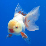 Thai Oranda Lemomhead Red & White 3.00" Body Male (FEB-793)R1B03