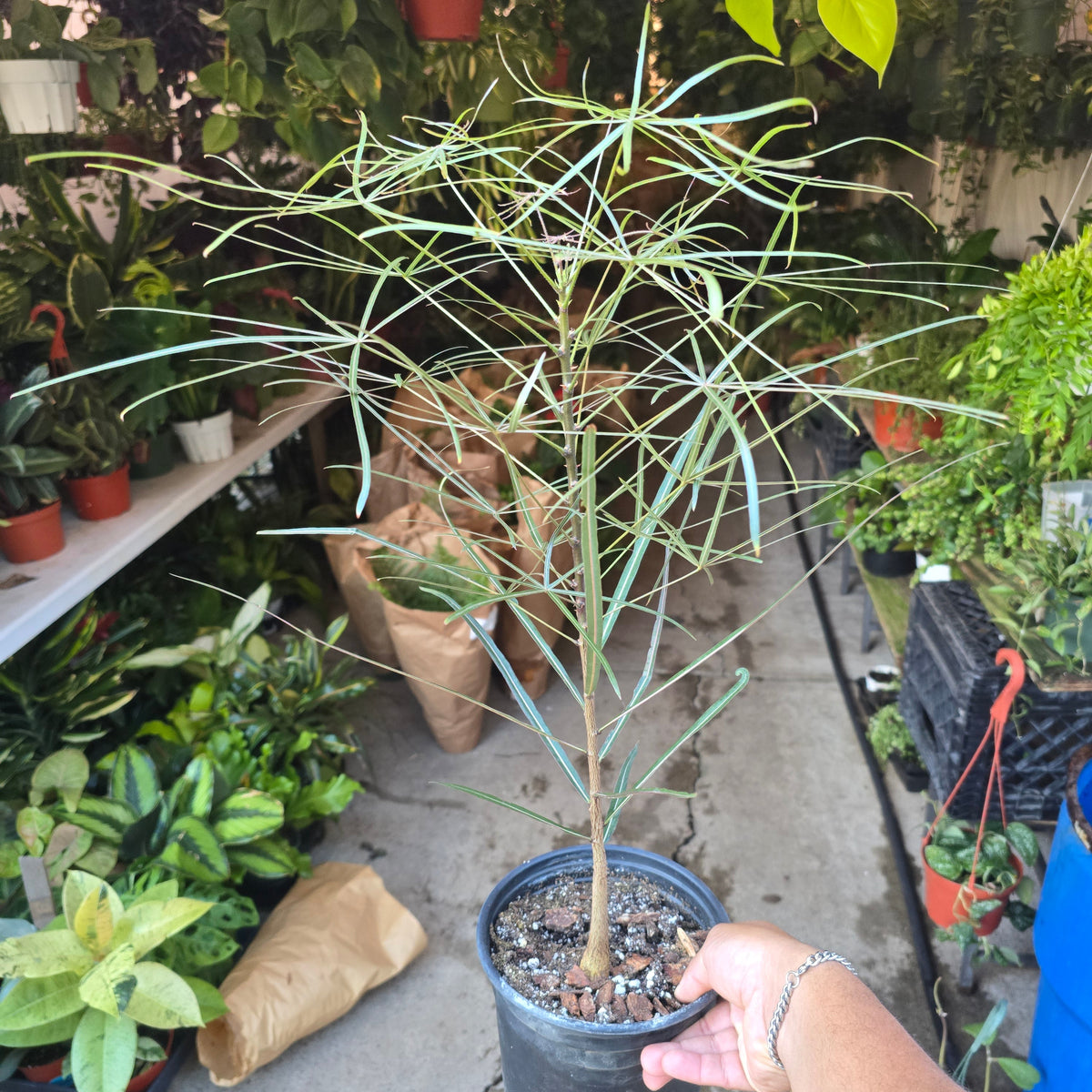Brachychiton australis in 1 gallon pot 25"-30" tall