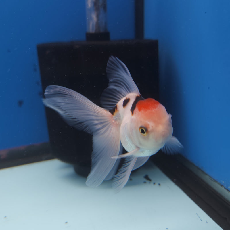 Thai Oranda Tri-Color 2.5” Female (FEB-264)R3B18
