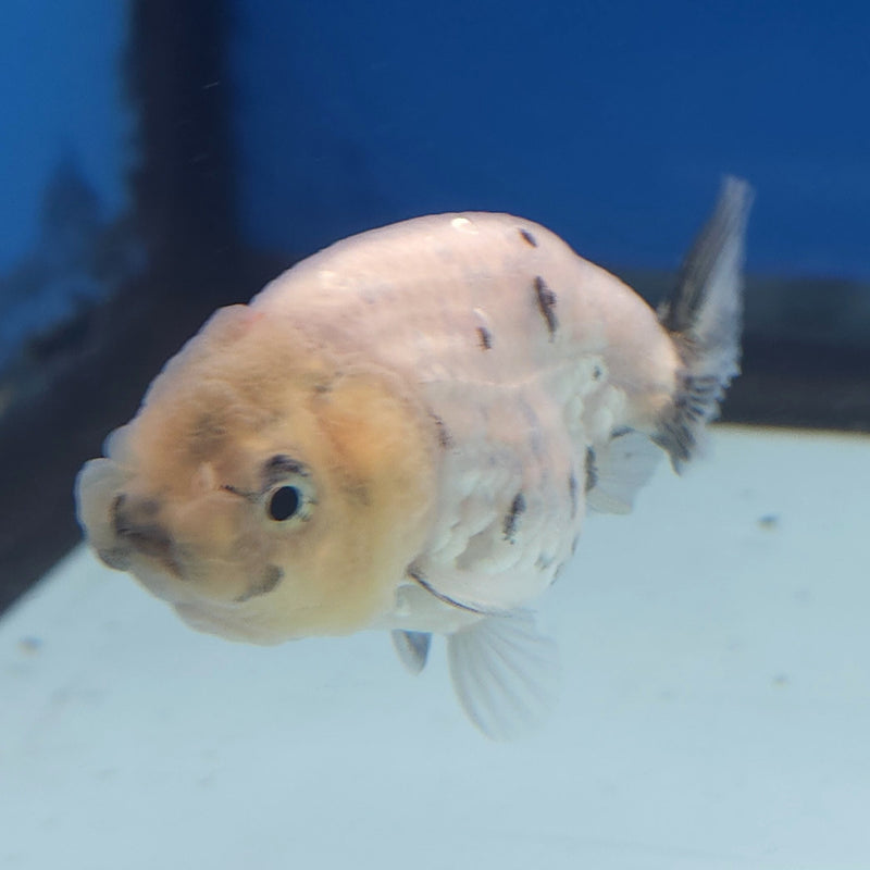 Thai Ranchu White Tiger 2in Female (FEB-335)R3B16