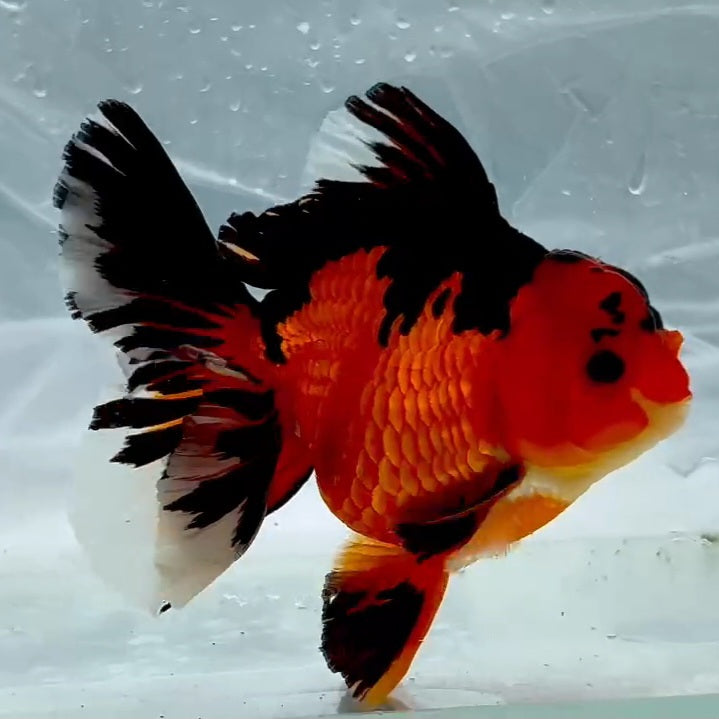 Thai Premium Apache Orchid Tail Oranda 4.00 inch Body (QGF-JO1149)BLUETUB1