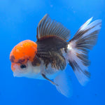 Thai Oranda Tri-Color 3.5” Female(FEB-719)R1B07