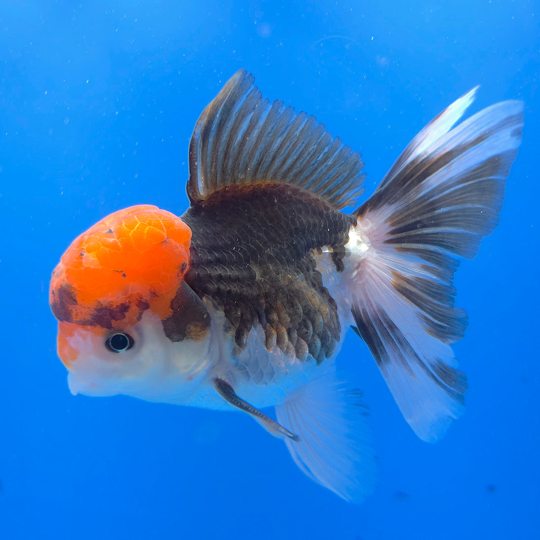 Thai Oranda Tri-Color 3.5” Female(FEB-719)R1B07
