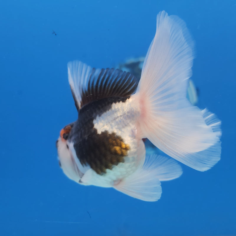 Thai Oranda Panda Tri-Color 2.5 F (FEB-185)R3A07