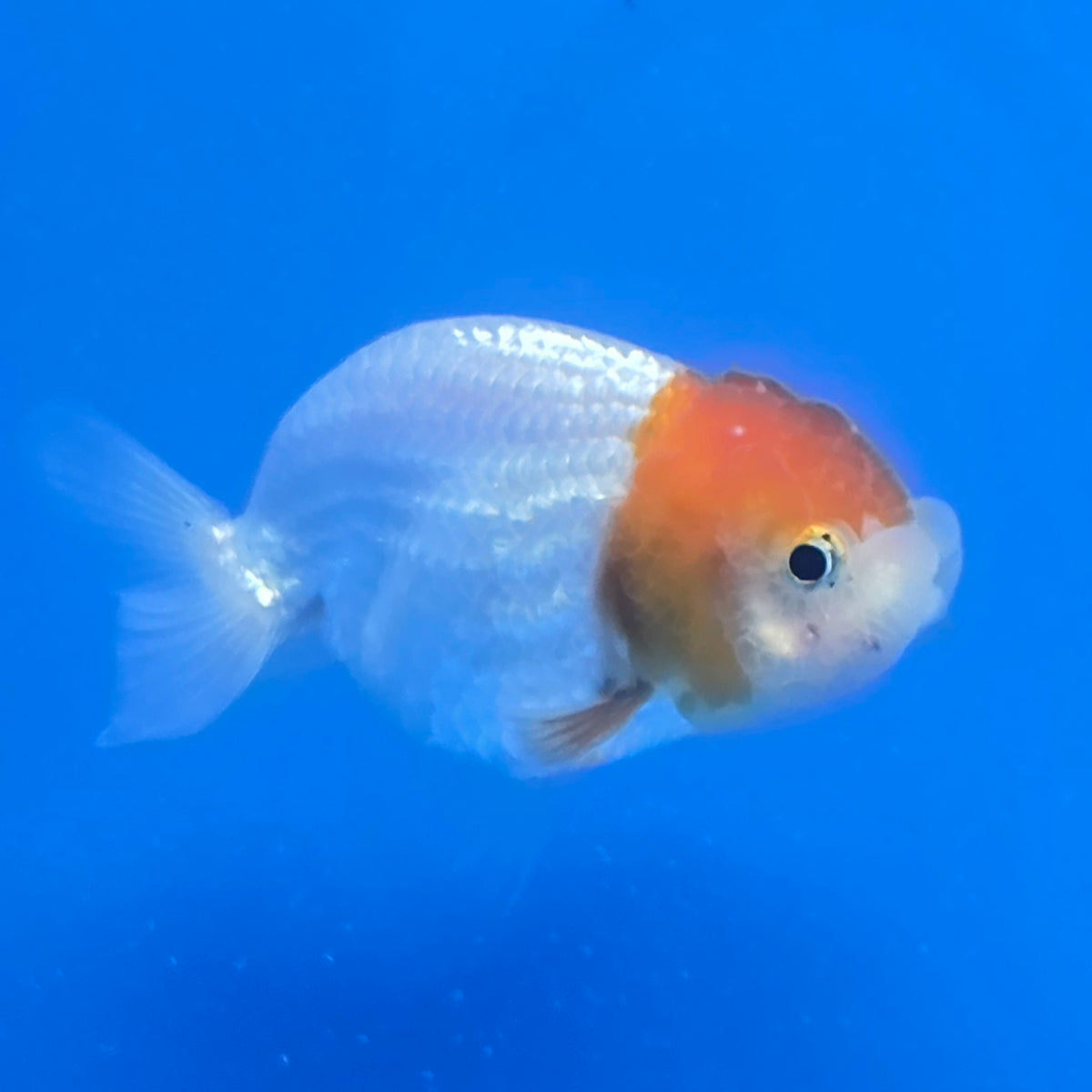 Thai Ranch Red and White 2.50" Body Female (FEB-809)R2B05