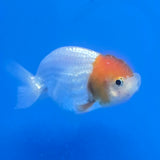 Thai Ranch Red and White 2.50" Body Female (FEB-809)R2B05