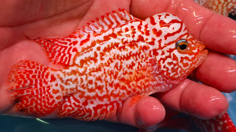 VIP Golden Base Kamfa Full Pearl Head 4.00 inch Male (SNOW-112)