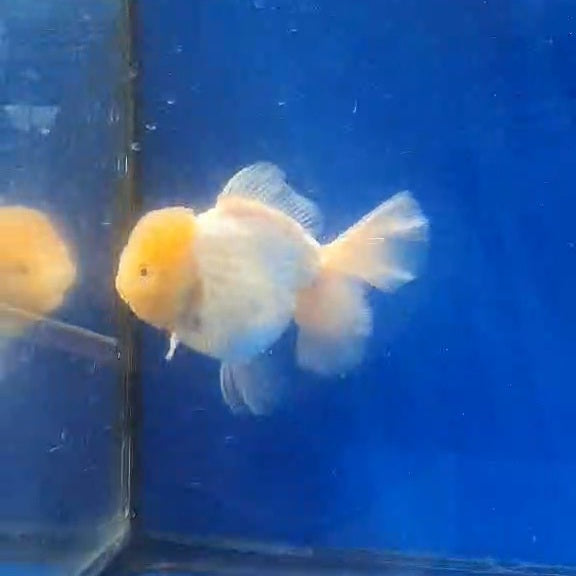 Thai Jumbo White Orchid Tail Oranda 4.50” Body (CRP-JO1149)