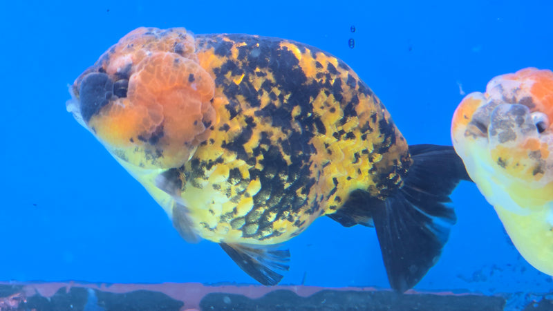 Thai Calico Red Tiger 4.00 inch Body Male (CK-066)R1A12