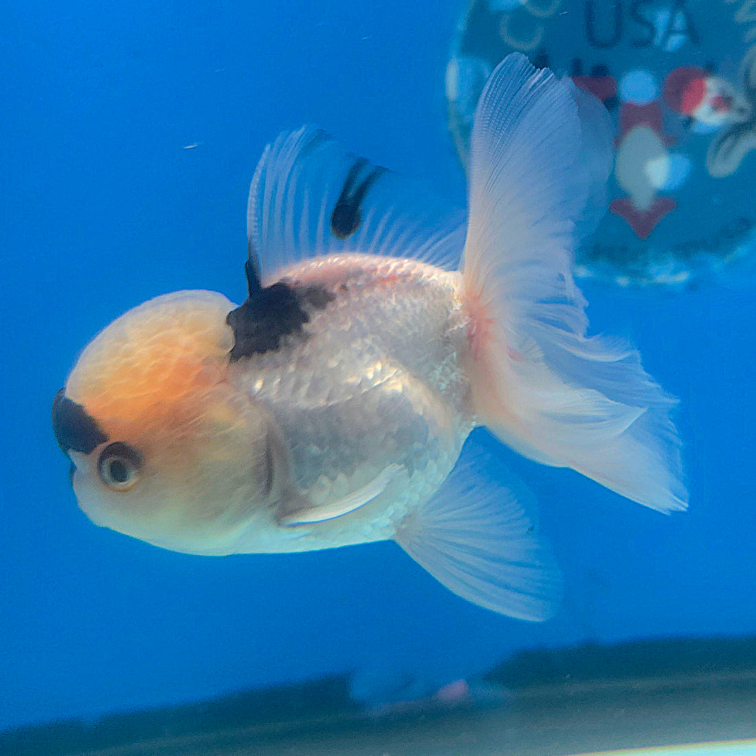 Thai Oranda Lemomhead Panda 3.5” Female(FEB-714)R1A07