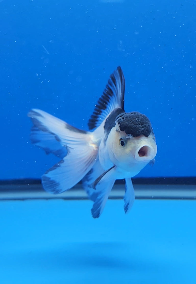 Thai Oranda Panda 2.5 M (FEB-188)R3A06