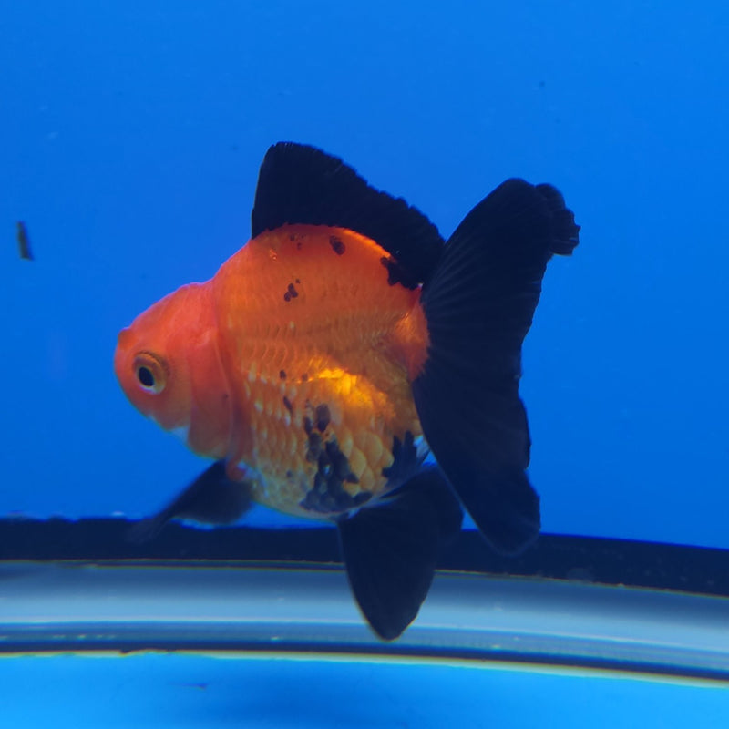 Thai Oranda Apache 2.5” Female (FEB-246)R3B04