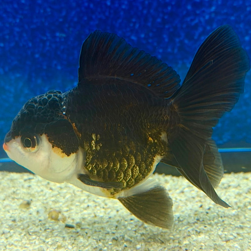 Thai Oranda Panda 2.5in Female (FEB-472)R3A13