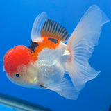 Thai Oranda Red Cap Tri-Color 3.00" Body Female (FEB-805)R2B02