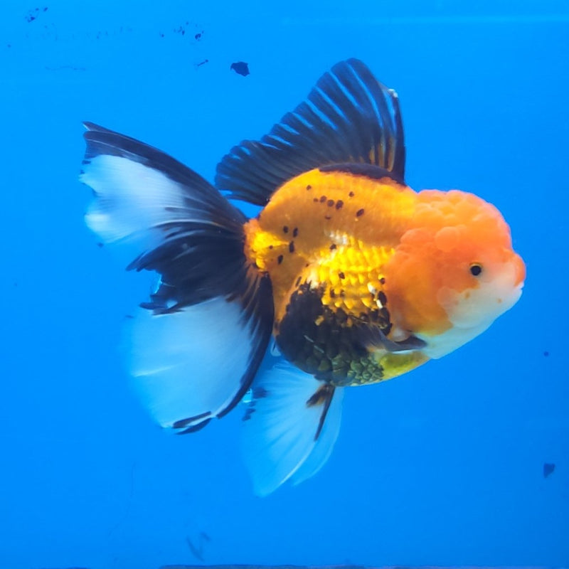 Thai Oranda Apache JUMBO  4.5” Body Female(FEB-379)R2B11