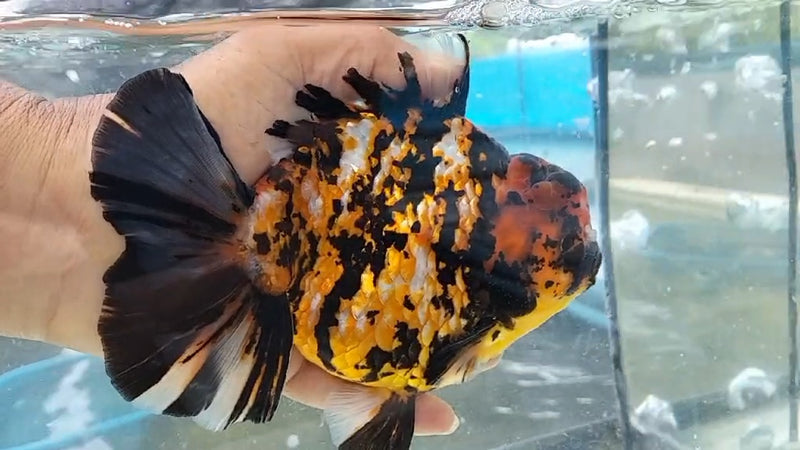Thai Jumbo Red Tiger Calico Orchid Tail Oranda by NK THAILAND 5.00 inch Body (NKT-JO2026)