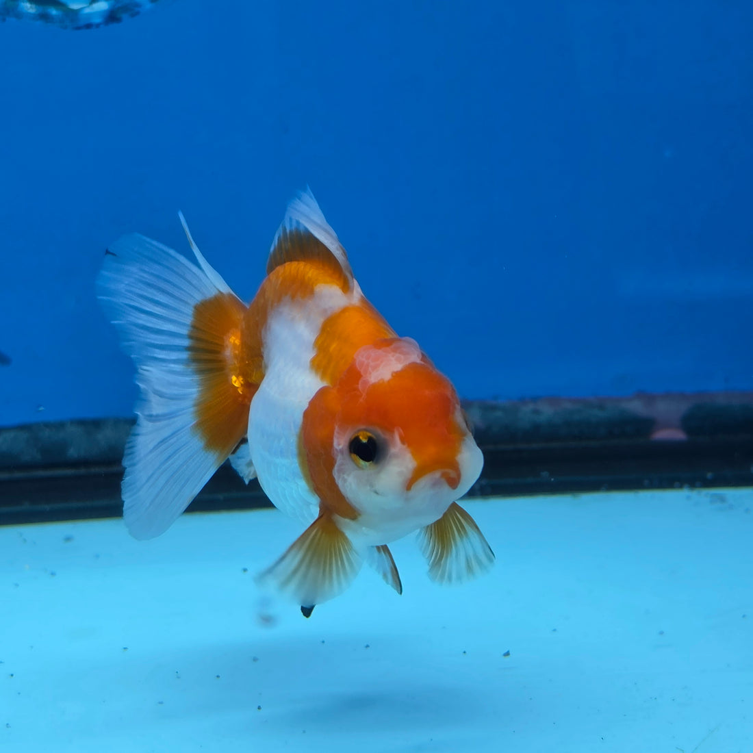 Thai Oranda Red and White Color 2.5 in Body Female (FEB-531)R3A06