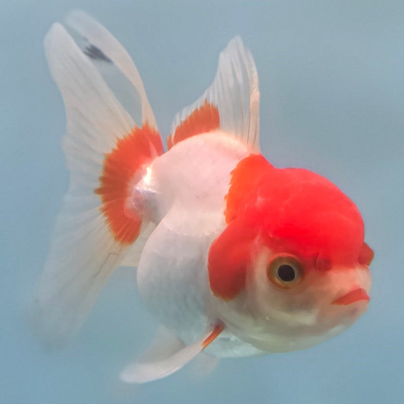 Thai Oranda Red/White 2" Female (CK-083)R3B10