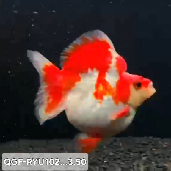 Thai Premium Red/White Ryukin 3.50 inch Body (QGF-RYU102)