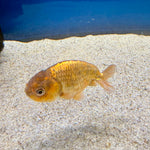 Thai Ranchu Gold Calico Body 3in Female (FEB-495)R3B10