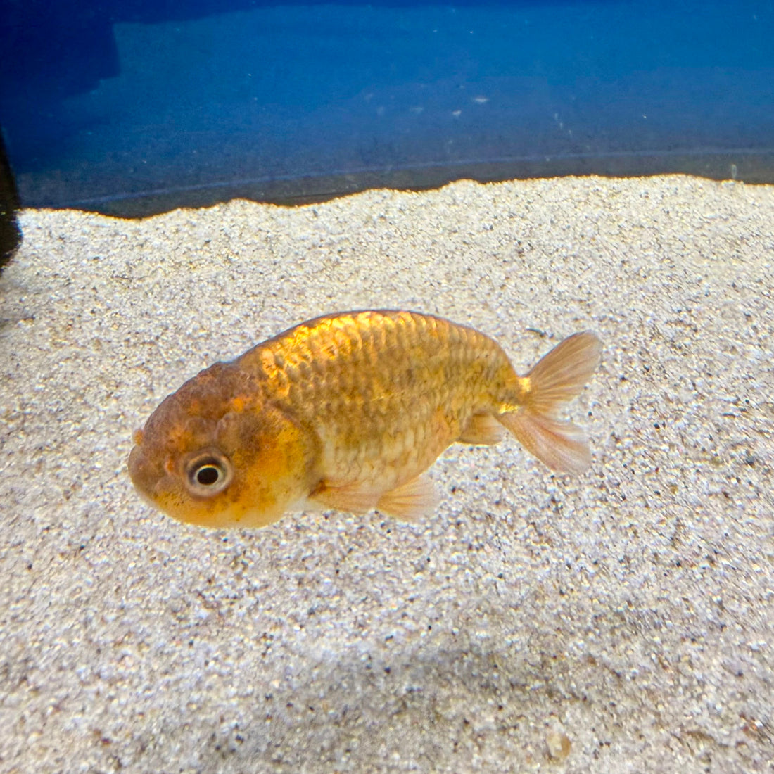Thai Ranchu Gold Calico Body 3in Female (FEB-495)R3B10