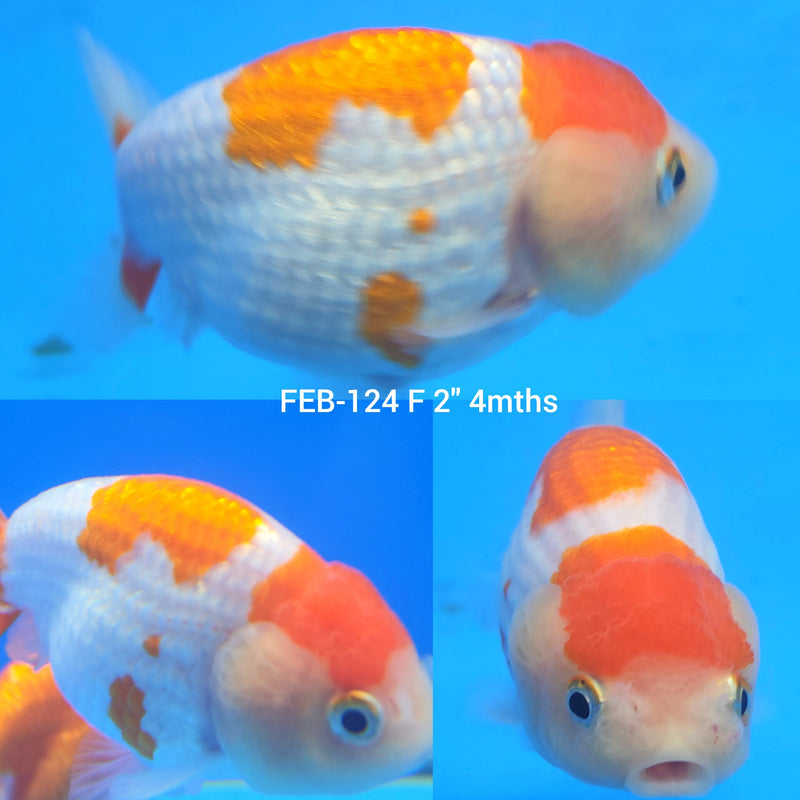 Red & White Ranchu 2” Body Female (FEB-124)R3B12