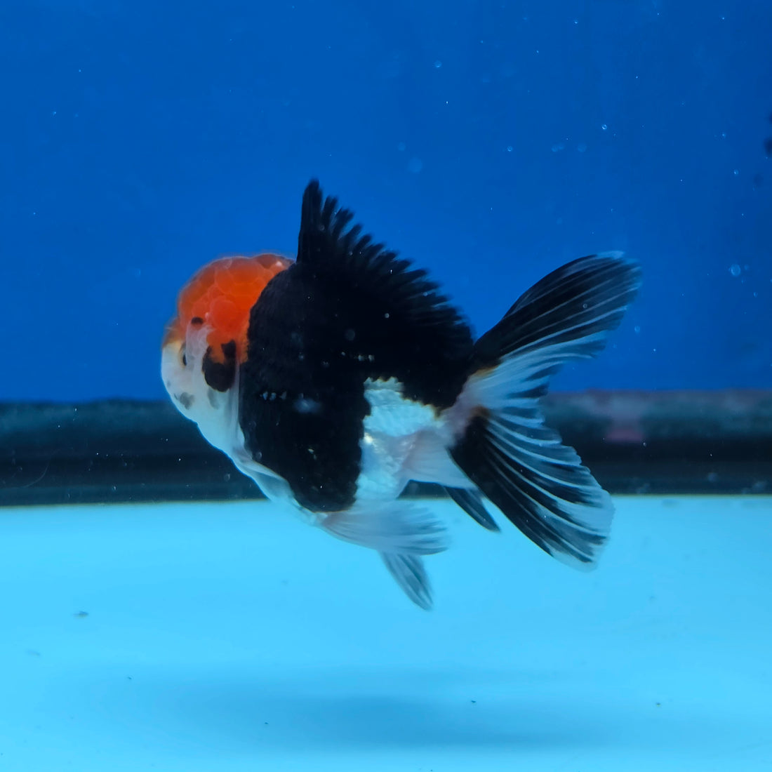 Thai Oranda Tri Color 2.5 in Female (FEB-516)R3A08