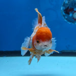 Thai Oranda Red and White 4.5" Body Female 9mths(FEB-574)R2A02